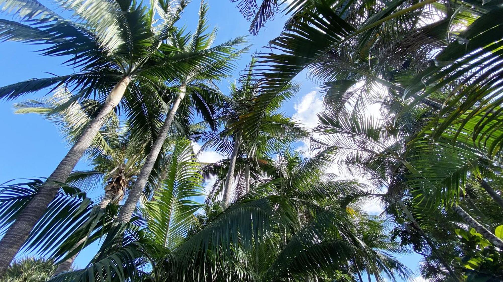 Coliver - Coliving A La Reunion Saint Pierre Bagian luar foto